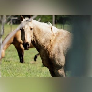 White horse, canvased photo